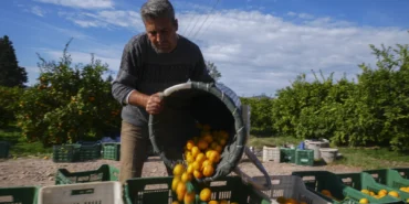 İzmir'in satsuma mandalinasında verim arttı
