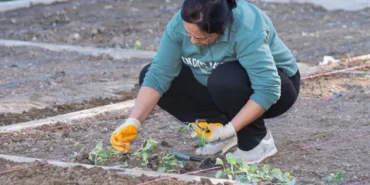 İzmir mahalle bostanlarında kış dikimleri başladı