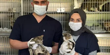 Karabük’te sahipsiz hayvanlar için kış hazırlıkları tamamlandı