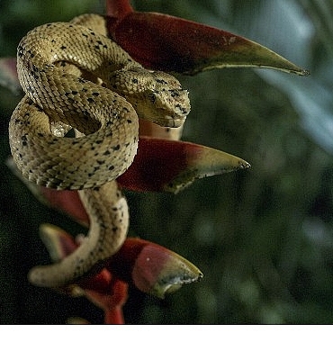 ‘Karanlık Çökünce Özel’,   4 Ocak Pazar 20.00’de   National Geographic WILD Ekranlarında!