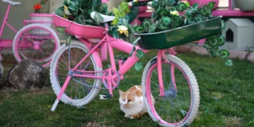 Kayseri Büyükşehir'den sokak kedilerine sıcacık yuva