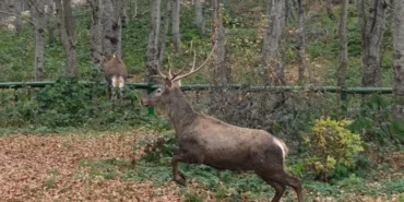 Kocaeli’de 8 kızıl geyik daha Kuzuyayla’ya salındı