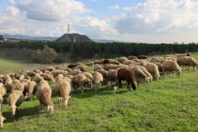 Kocaeli'de damızlık koç desteğiyle kuzulama oranları artıyor... Sürüler güçlendi, verim arttı