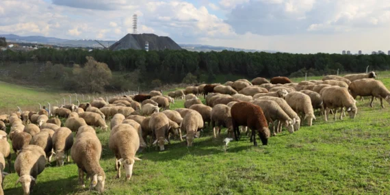 Kocaeli’de damızlık koç desteğiyle kuzulama oranları artıyor… Sürüler güçlendi, verim arttı