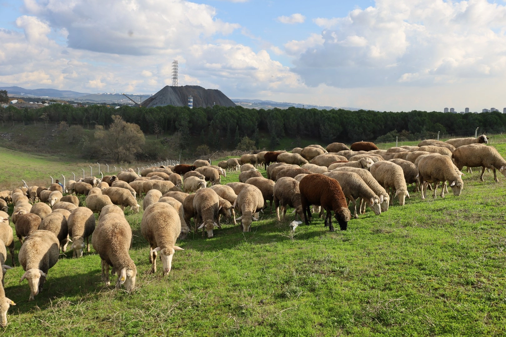 Kocaeli'de damızlık koç desteğiyle kuzulama oranları artıyor... Sürüler güçlendi, verim arttı