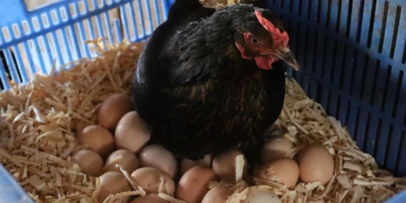 Kocaeli’de Doğal Yumurta Üretimine Büyük Destek