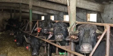 Kocaeli'de manda sayısı Büyükşehir'in desteğiyle artıyor