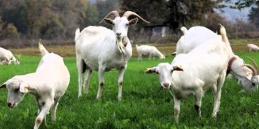 Kocaeli'de süt otu desteği meraları yeşertti