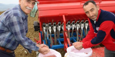 Kocaeli'nin hibeli tohumları toprakla buluştu