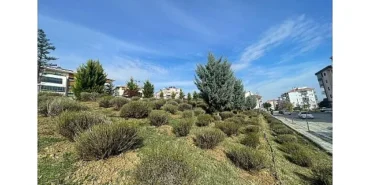 Malkara’da Daha Yeşil Bir Kent İçin Lavanta Fidanı Ekimi Başladı