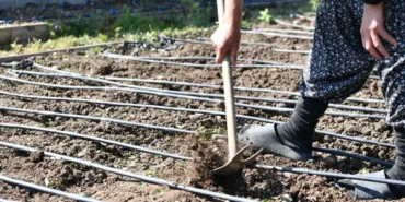 Mamak’ta ata tohumu çalışmaları