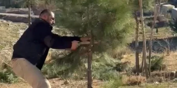 Mardin Artuklu'da muhtar kendi elleriyle ağaçları budadı