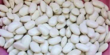 Mersin’de Leklek Fasulyesi yeniden hayat buluyor