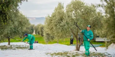 Milas Belediyesi, zeytin hasadına başladı