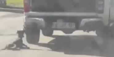 Milas’ta köpek sürükleme görüntüleri sonrası 2 kişi gözlaltında