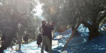 Mudanya'da Zeytin Hasadı sezonu başladı