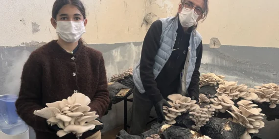 Muğla'da öğrenciler okulda istiridye mantarı üretiyor