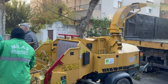 Muğla Milas’ta dal öğütme makinesi hizmette