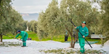 Muğla’nın Milas ilçesinde zeytin hasadı başladı.