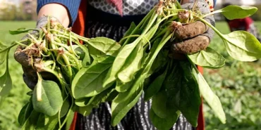 Osmangazi’de ilaçsız yetiştirilen ıspanakların hasadı yapıldı