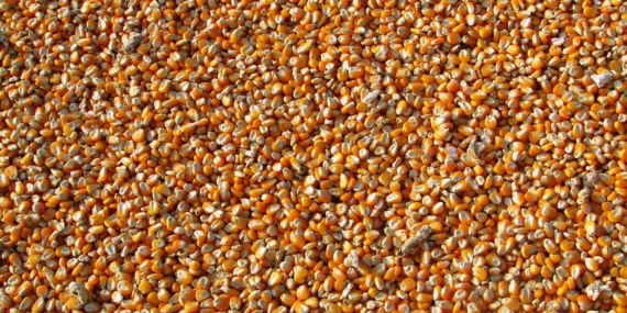 Özova Tarım’dan iş anlaşması