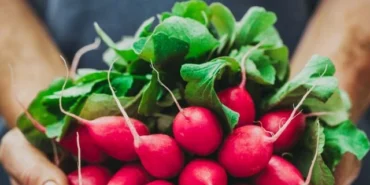 Pestisitte 'turp yaprakları' ayarı! Küçük ve büyük türler ayrı sınıflandırıldı!