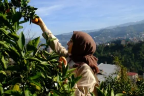 Rize’de "Haydi Hep Birlikte Mandalina Hasadına” etkinliği