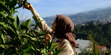 Rize’de "Haydi Hep Birlikte Mandalina Hasadına” etkinliği