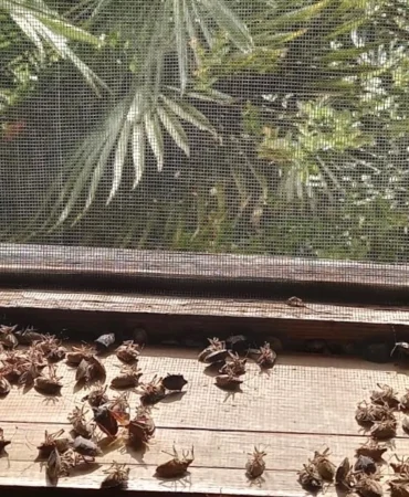 Sakaryalı akademisyenin feromonu esarete 'ilaç' oldu... Binlerce kokarcanın istila kabusunu TUTSAK'la bitirdi