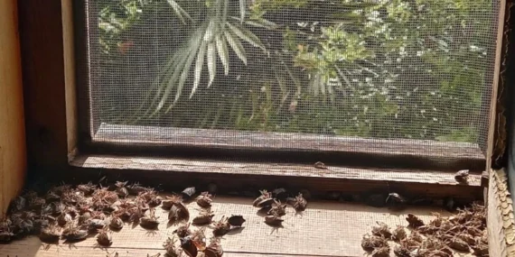 Sakaryalı akademisyenin feromonu esarete ‘ilaç’ oldu… Binlerce kokarcanın istila kabusunu TUTSAK’la bitirdi