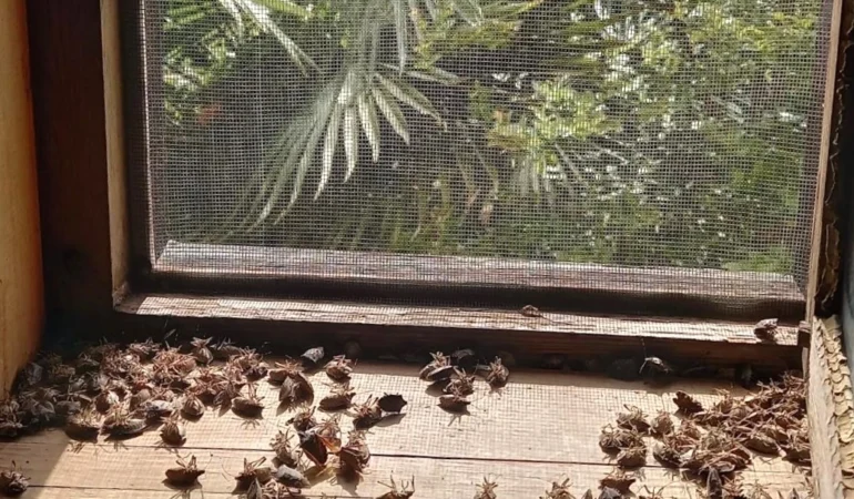 Sakaryalı akademisyenin feromonu esarete 'ilaç' oldu... Binlerce kokarcanın istila kabusunu TUTSAK'la bitirdi