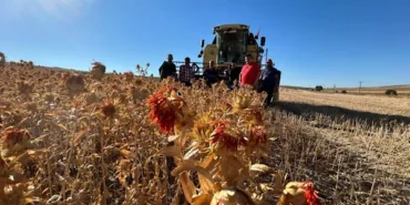 Şereflikoçhisar’da aspir yağı üretimi başladı