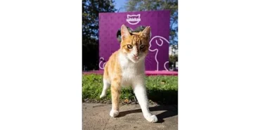 Shane Larkin’den “Gör Beni” Projesi’ne İlham Veren Destek: