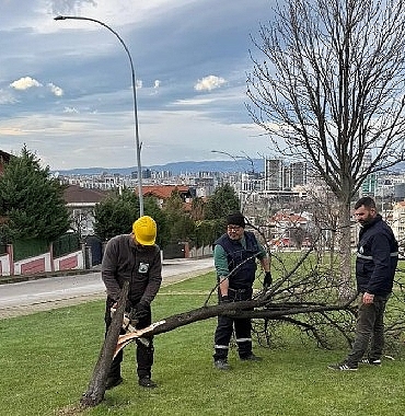 Şiddetli Lodosun Devirdiği Ağaçlara Osmangazi Belediyesi’nden Anında Müdahale 