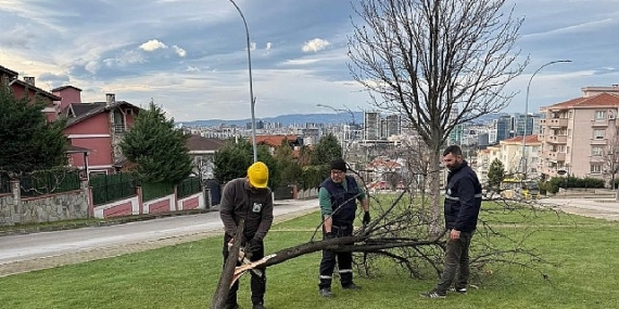 Şiddetli Lodosun Devirdiği Ağaçlara Osmangazi Belediyesi’nden Anında Müdahale 