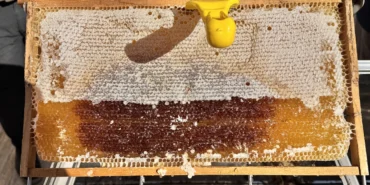 Siirt’te 114 projeye 268 milyon 765 bin lira hibe sağlandı, 110 arıcılık projesi desteklendi