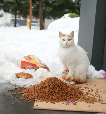 Sokak hayvanları için 40 noktaya mama ve kuş yemi bırakıldı