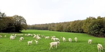 Süt otu desteği meraları berekete kavuşturdu