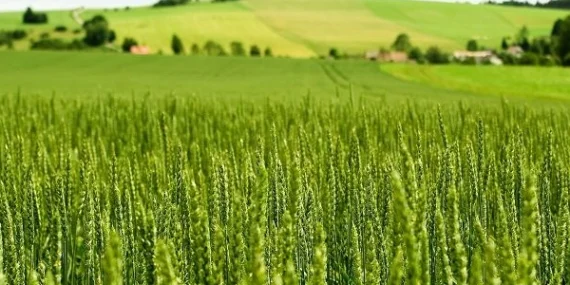 Tarım-ÜFE Yıllık %45,40 Arttı: Tek Yıllık Bitkisel Ürünlerde Sert Fiyat Artışı