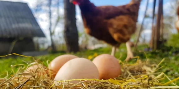 Tavuk Eti 247 bin tonu aştı! Yumurtada düşüş yaşandı