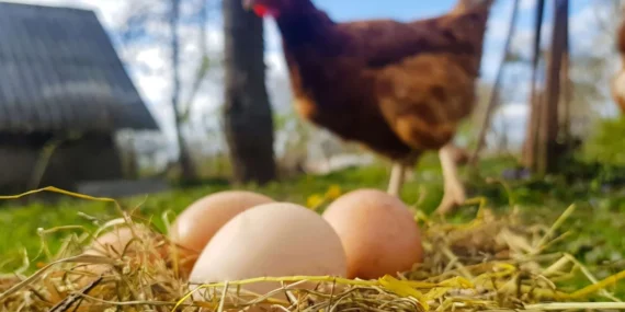 Tavuk Eti Üretimi 247 Bin Tonu Aştı, Yumurta Üretimi Azaldı