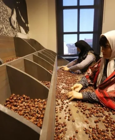 Türkiye’nin İlk Fındık Müzesi 50 Bini Aşkın Ziyaretçi Ağırladı