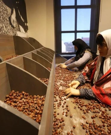 Türkiye’nin ilk fındık müzesi yoğun ilgi görüyor