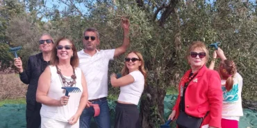 Urla'da zeytin hasadı etkinliği