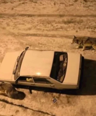 Yoğun kar sonrası kurtlar şehir merkezine indi