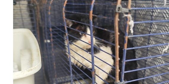 Ağva Deresi’nde mahsur kalan kedi kurtarıldı