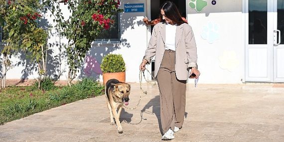 Can dostlar yeni yuvalara sahiplendiriliyor