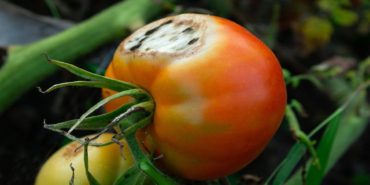 curuyen-domates-nasil-degerlendirilir-LtjutGDl.jpg