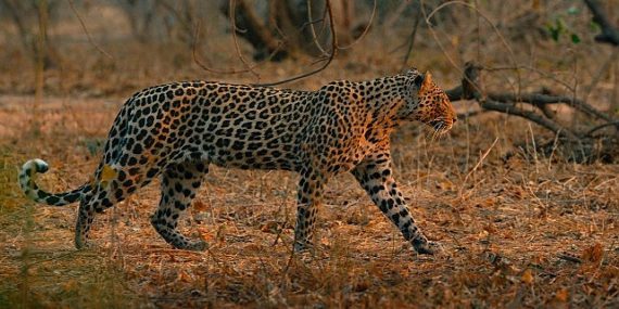 ‘Mashatu: Leoparların Krallığı’, 8 Şubat Pazar Saat 20.00’de National Geographic WILD Ekranlarında!
