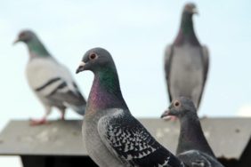 polonyada-guvercinlere-dogum-kontrolu-uygulanacak-UhNPTlnz.jpg